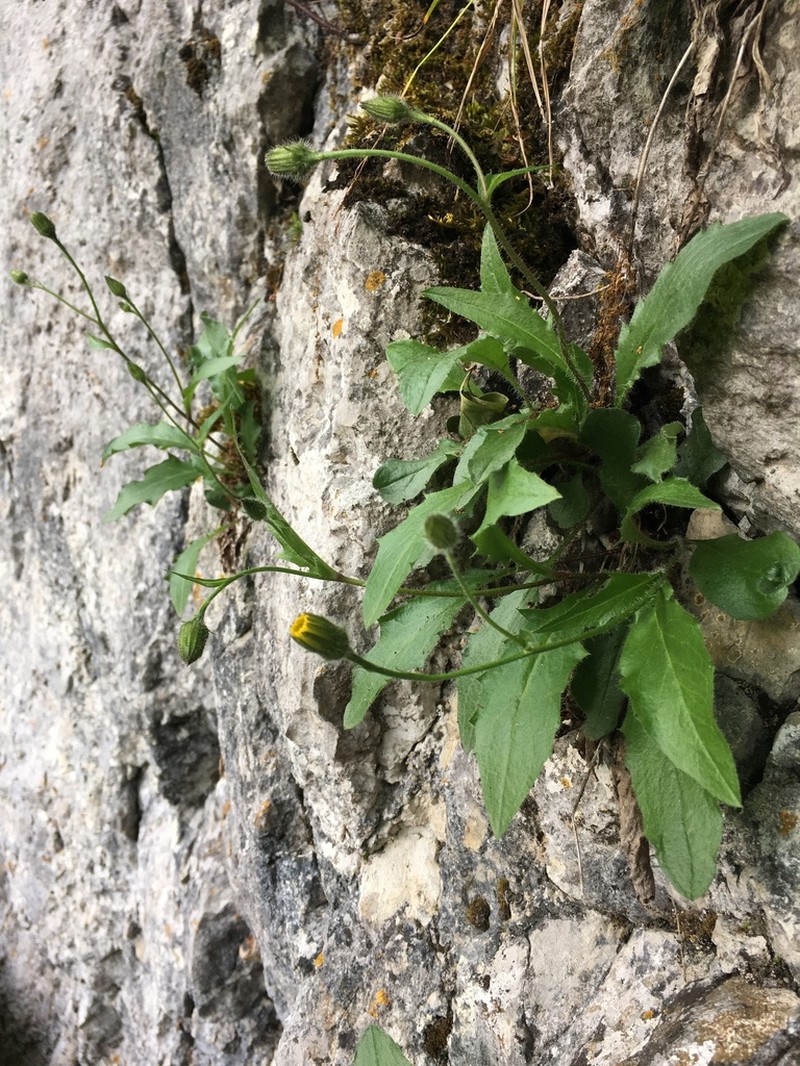 Hieracium humile photo 7