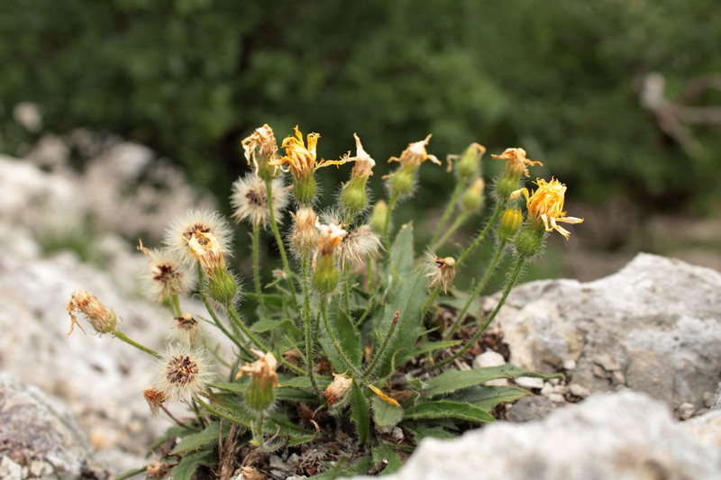 Hieracium humile photo 8