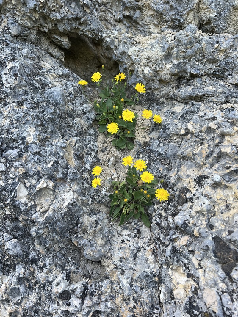 Hieracium humile subsp. brachycaule