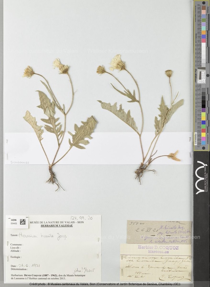 Hieracium humile subsp. humile
