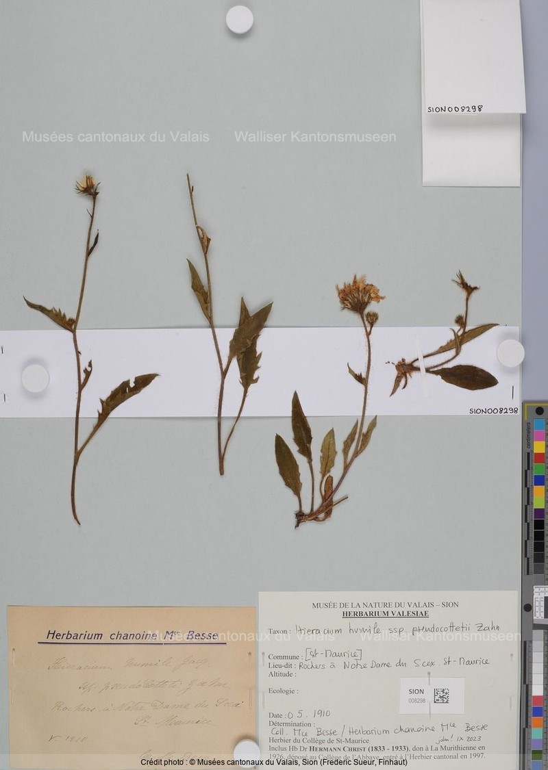 Hieracium humile subsp. pseudocottetii