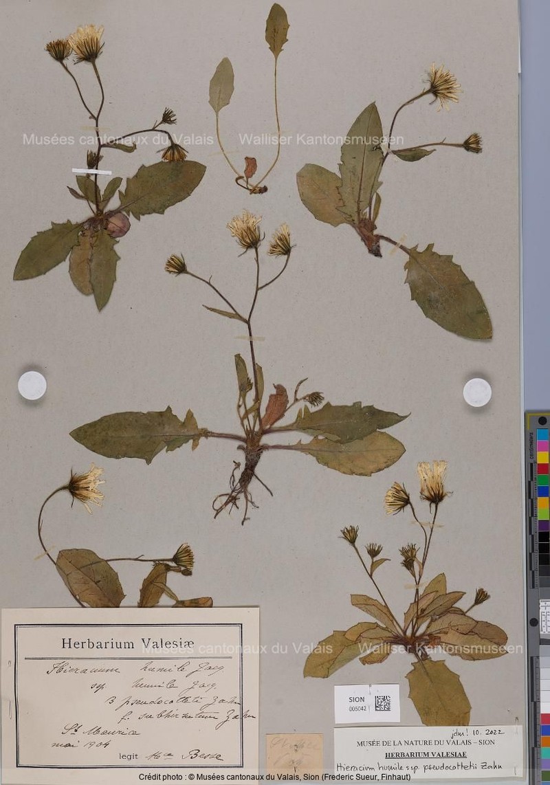 Hieracium humile subsp. pseudocottetii photo 3