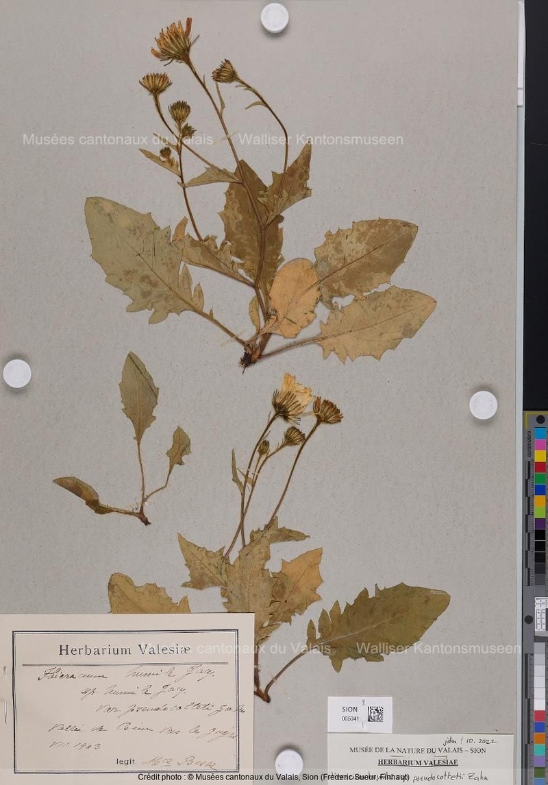 Hieracium humile subsp. pseudocottetii photo 4
