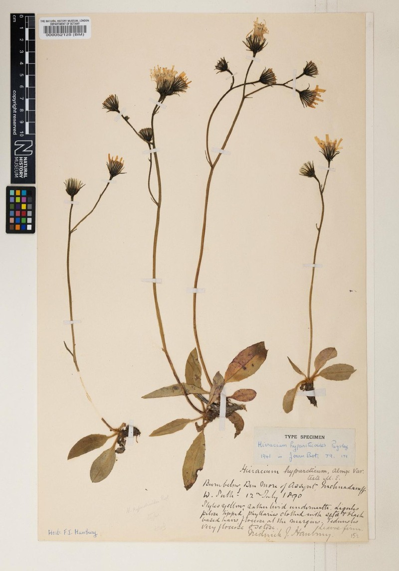 Hieracium hyparcticoides photo 2