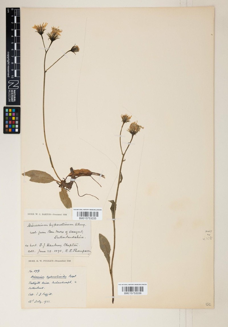 Hieracium hyparcticoides photo 3