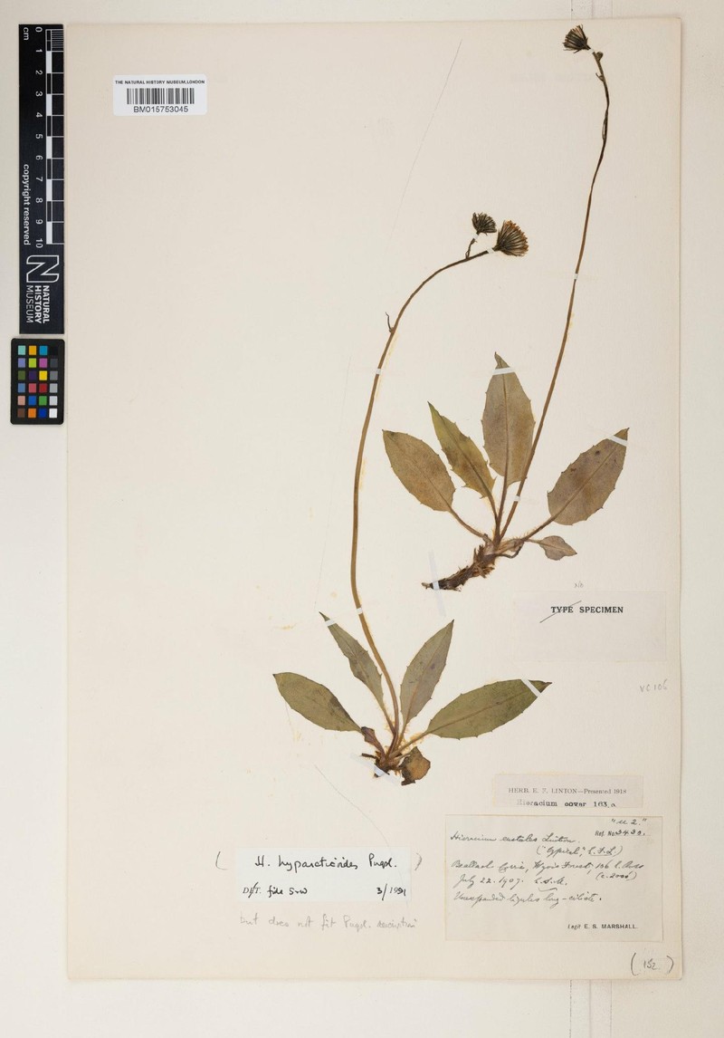 Hieracium hyparcticoides photo 4