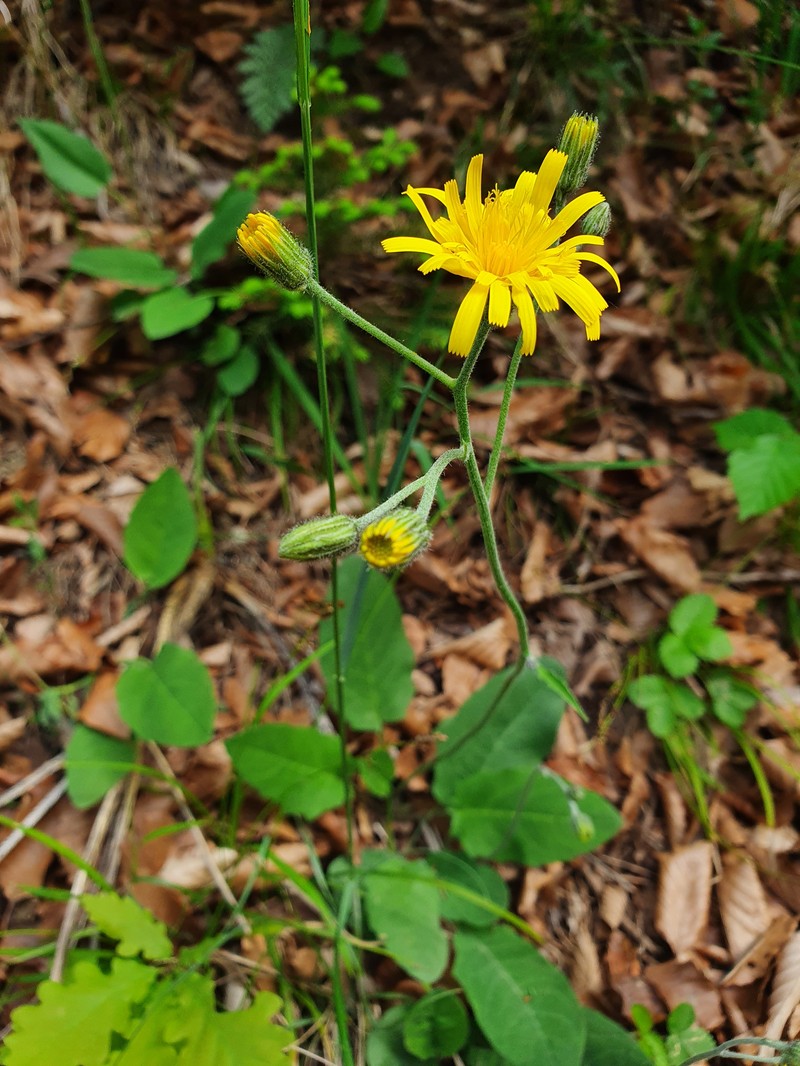 Hieracium hypochoeroides