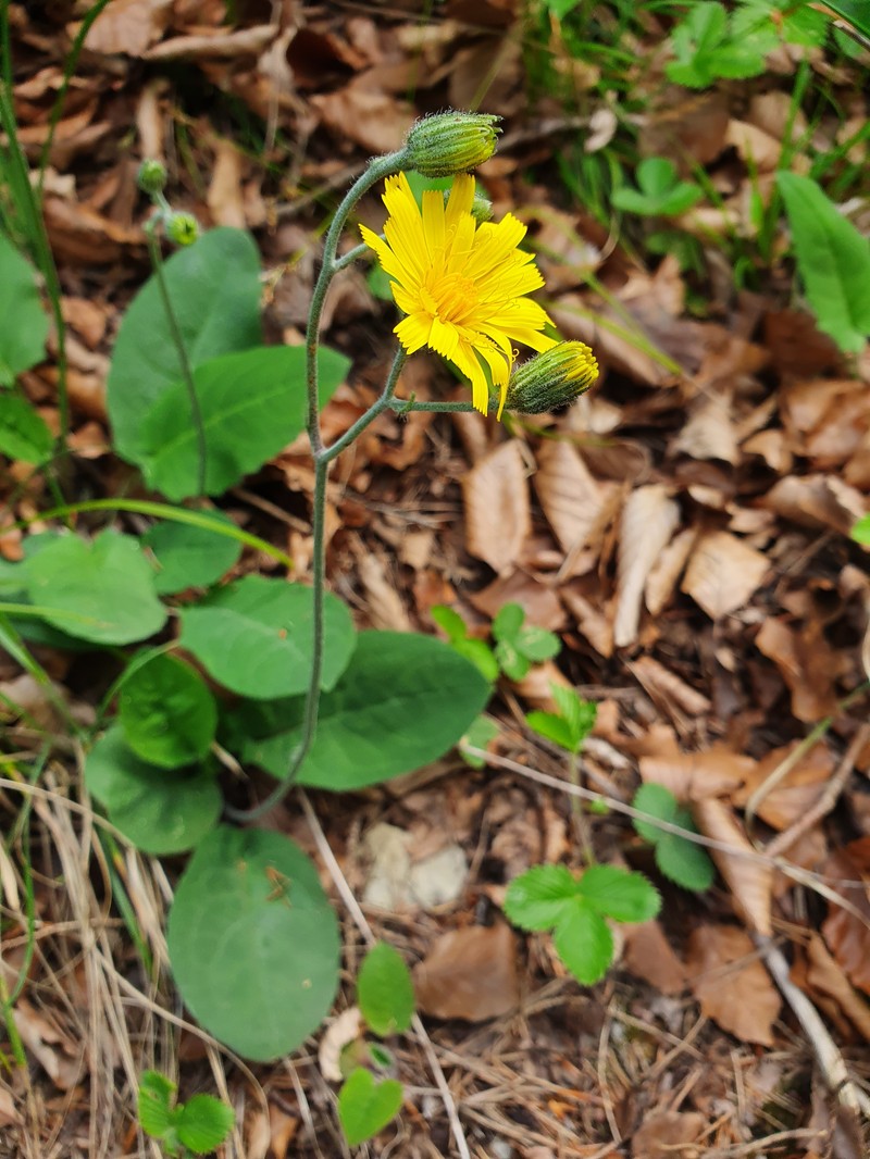 Hieracium hypochoeroides photo 2