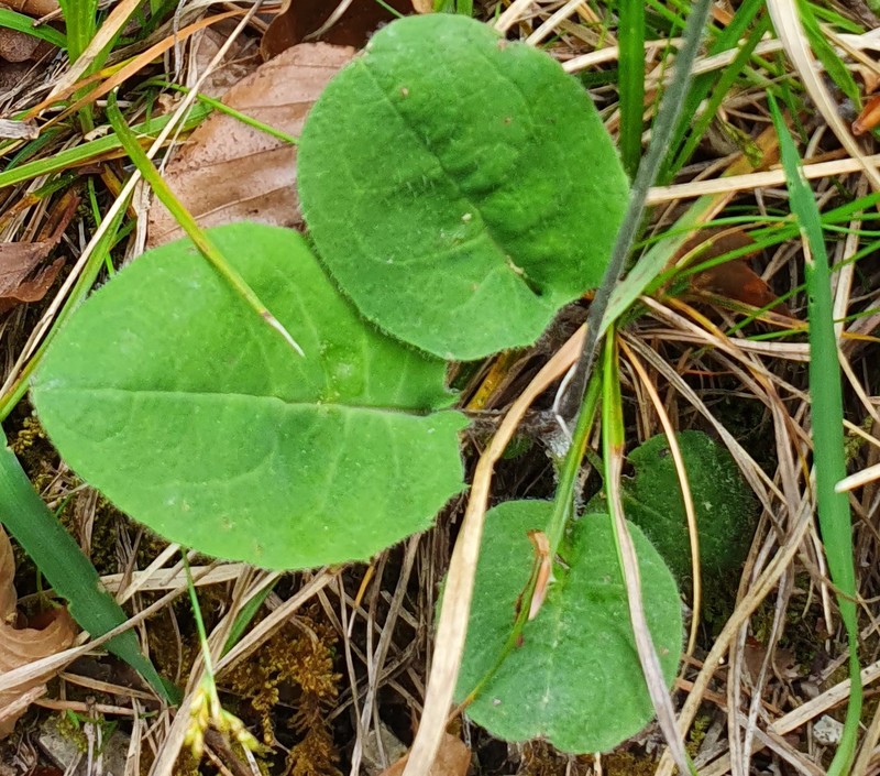 Hieracium hypochoeroides photo 3