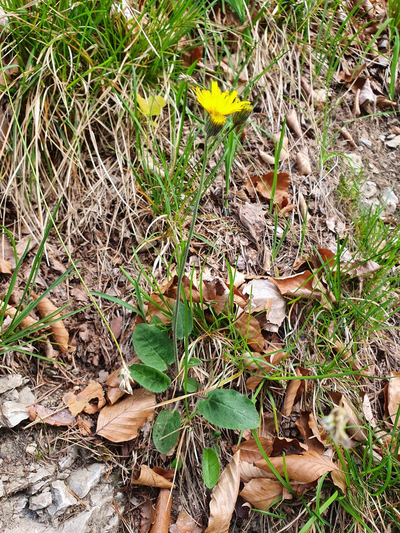 Hieracium hypochoeroides photo 4