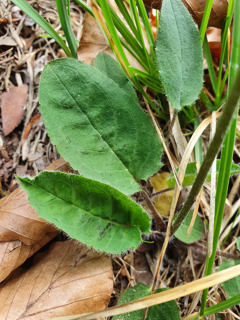Hieracium hypochoeroides photo 5