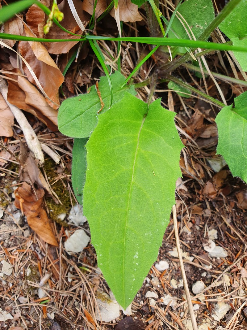 Hieracium hypochoeroides photo 6