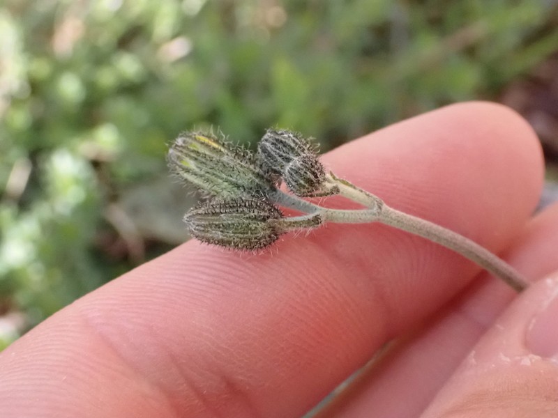 Hieracium hypochoeroides photo 7