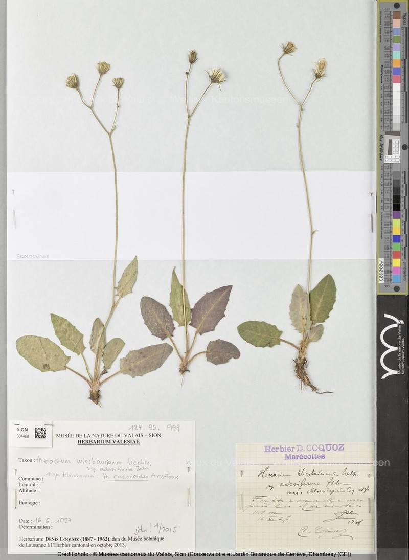 Hieracium hypochoeroides subsp. adesiforme