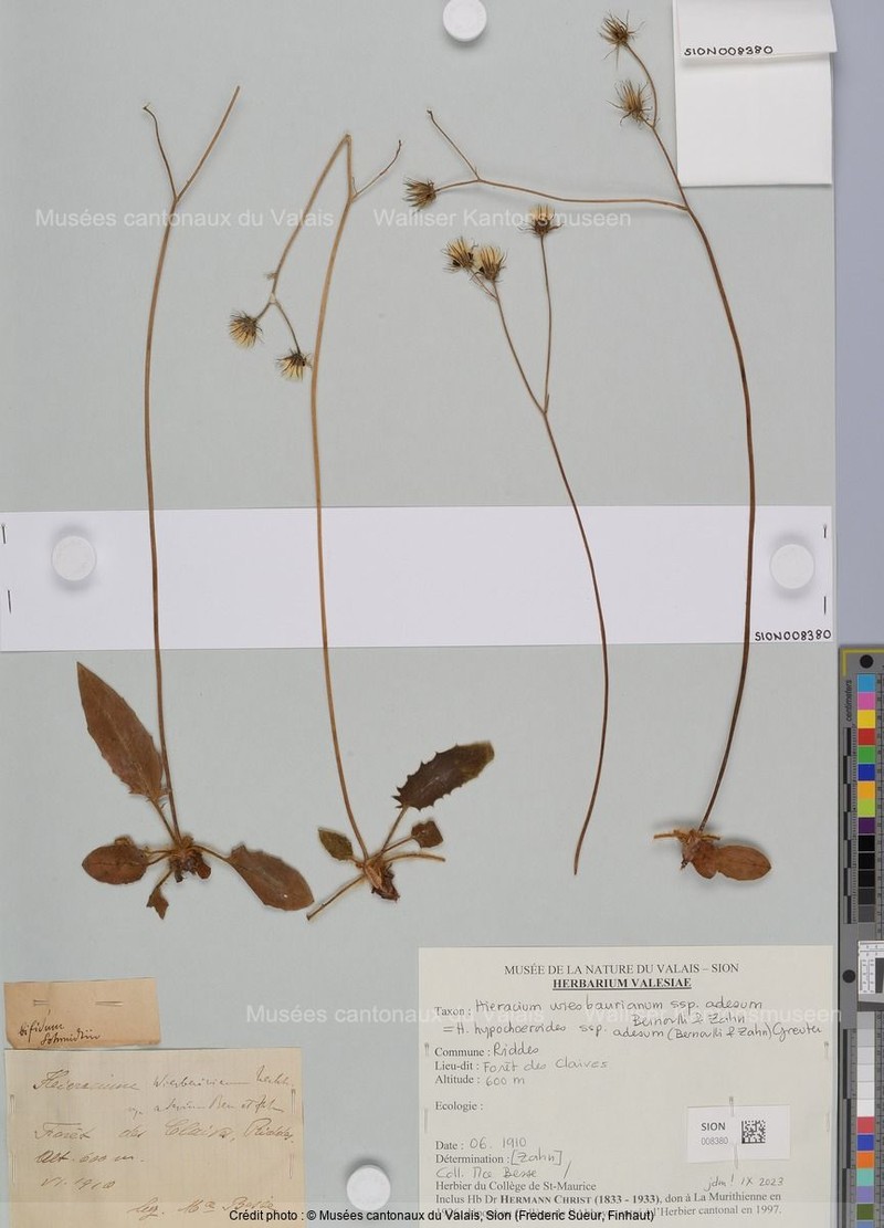 Hieracium hypochoeroides subsp. adesum