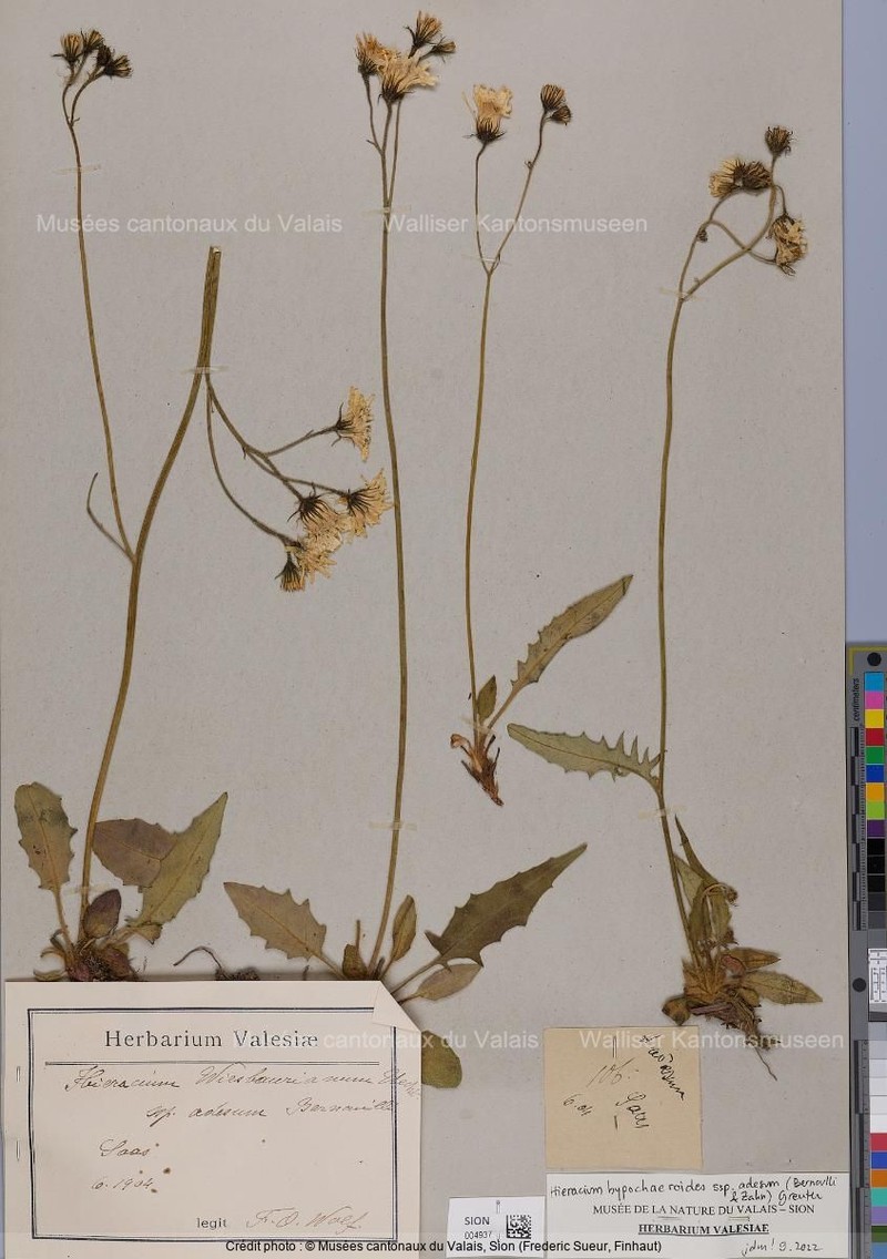 Hieracium hypochoeroides subsp. adesum photo 2