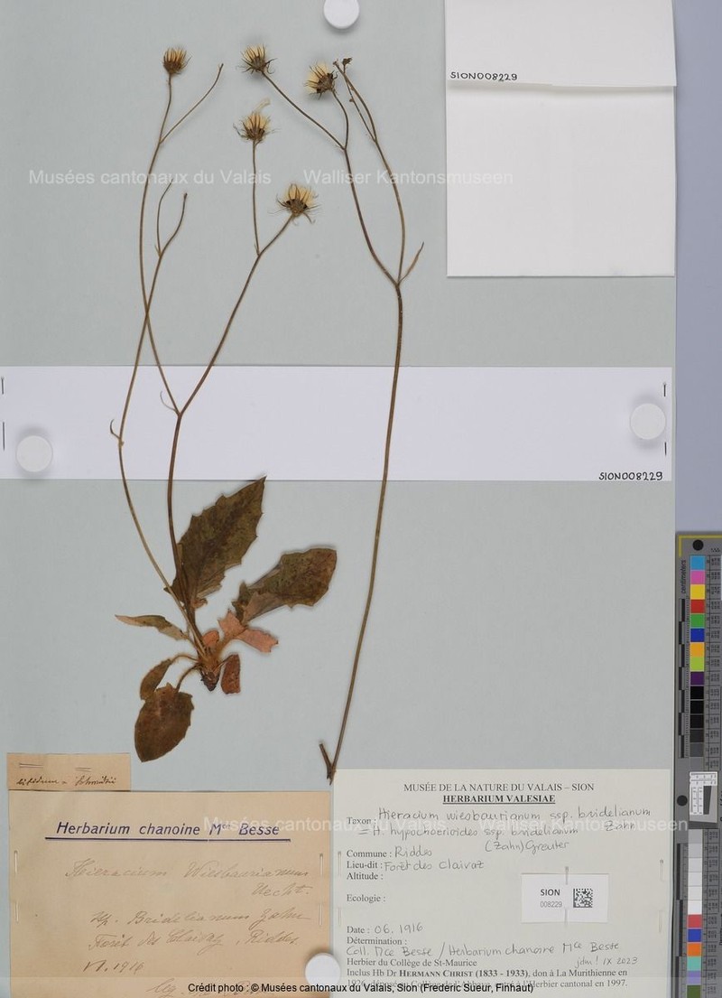 Hieracium hypochoeroides subsp. bridelianum