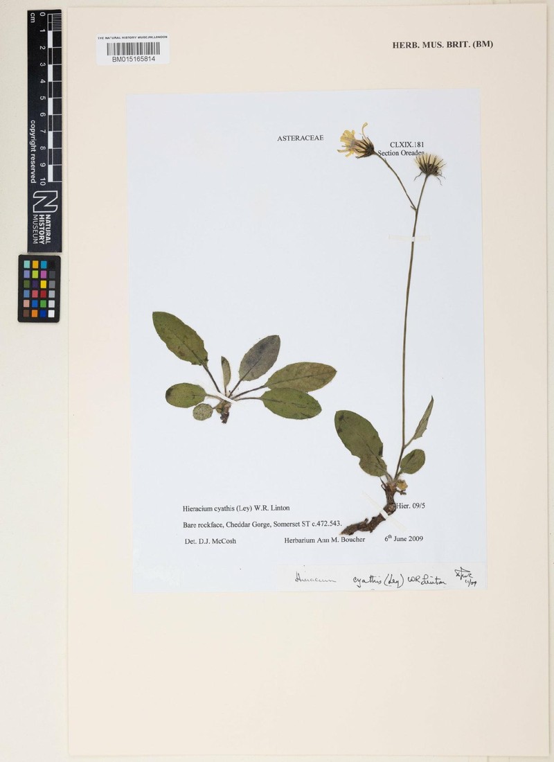 Hieracium hypochoeroides subsp. cyathis