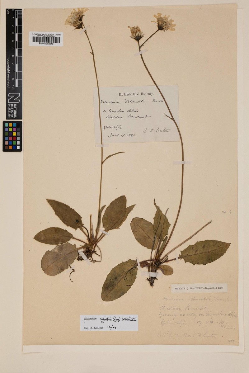 Hieracium hypochoeroides subsp. cyathis photo 2