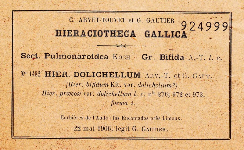 Hieracium hypochoeroides subsp. dolichellum