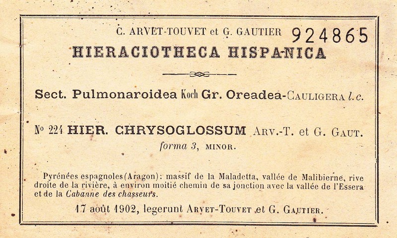 Hieracium hypochoeroides subsp. hypochoeroides photo 3