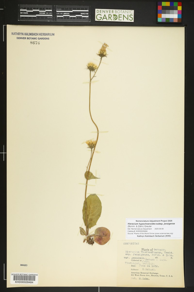 Hieracium hypochoeroides subsp. jenzigense