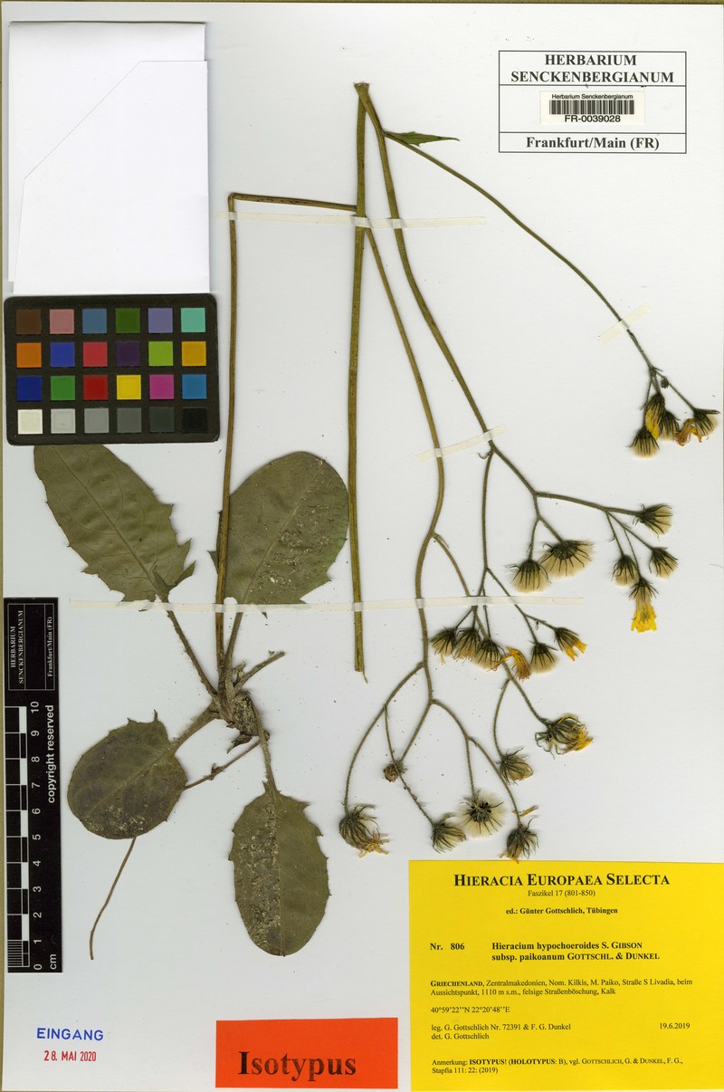 Hieracium hypochoeroides subsp. paikoanum