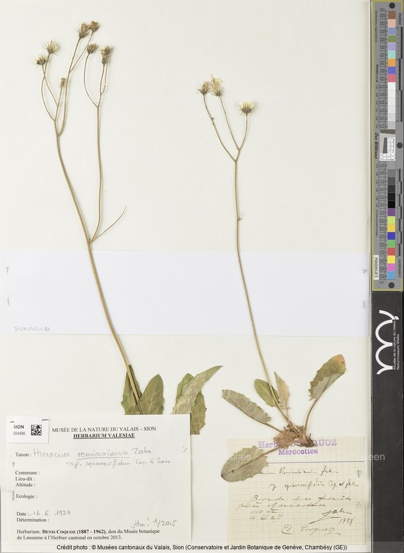 Hieracium hypochoeroides subsp. romieuxianum