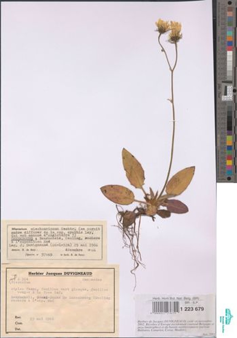 Hieracium hypochoeroides subsp. wiesbaurianum