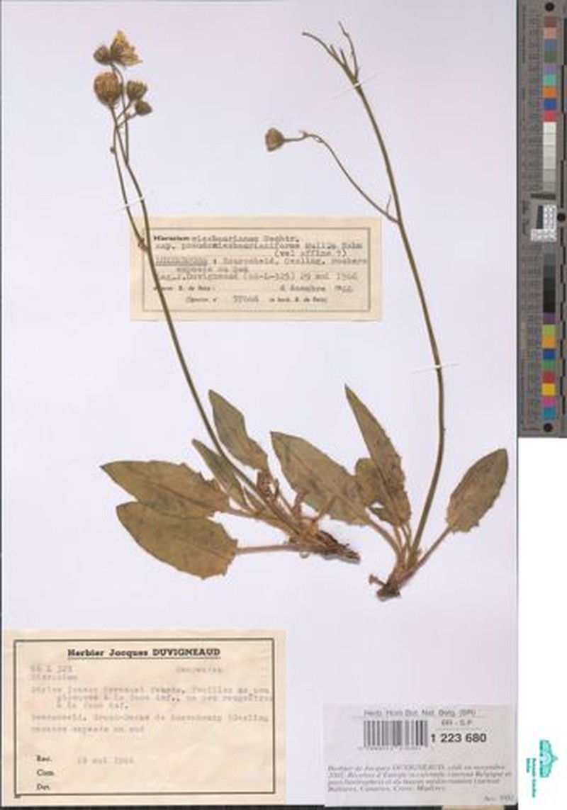 Hieracium hypochoeroides subsp. wiesbaurianum photo 2