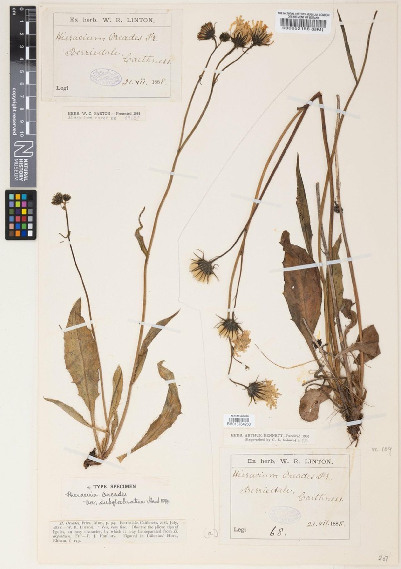Hieracium hypophalacrum