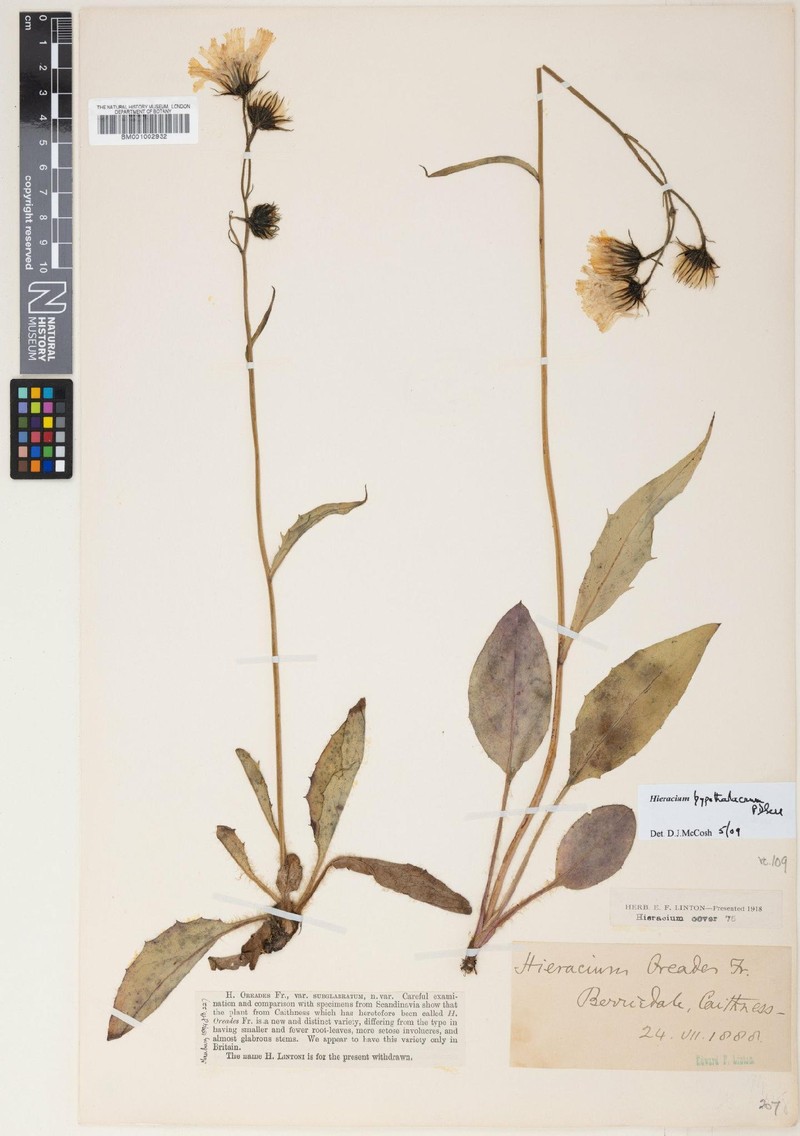 Hieracium hypophalacrum photo 2
