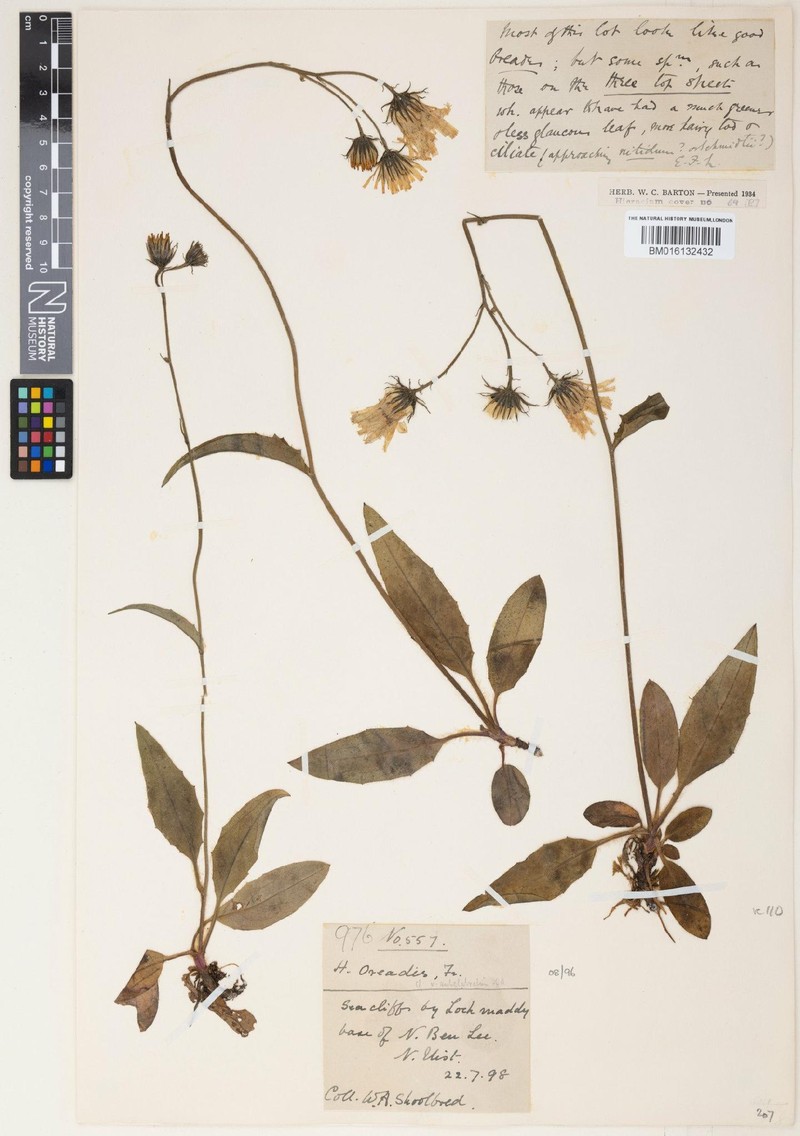 Hieracium hypophalacrum photo 3