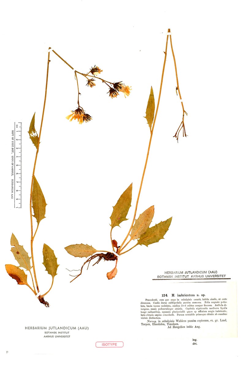 Hieracium imbricatum