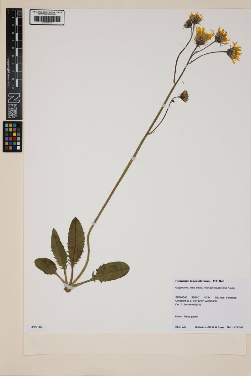 Hieracium inaequilaterum