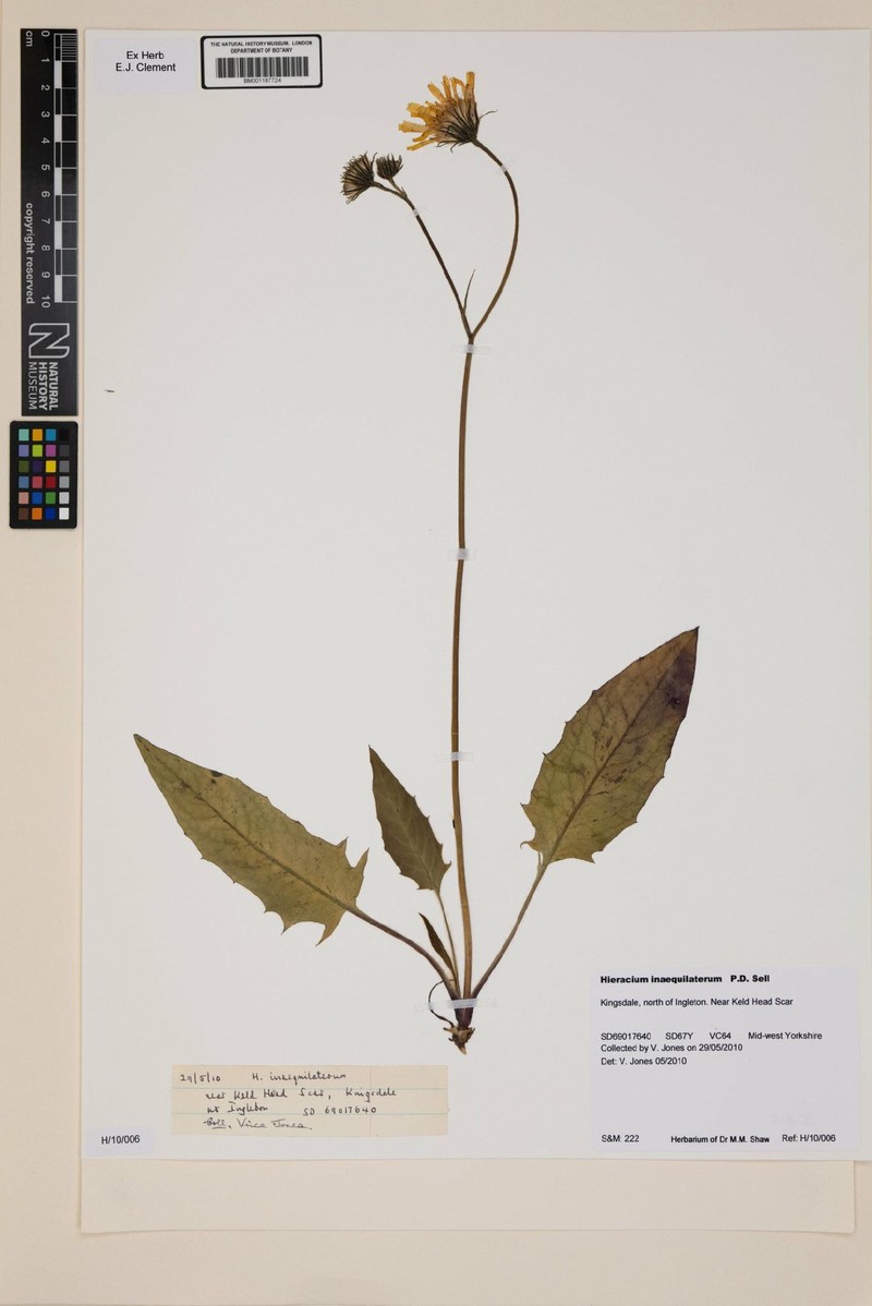 Hieracium inaequilaterum photo 2