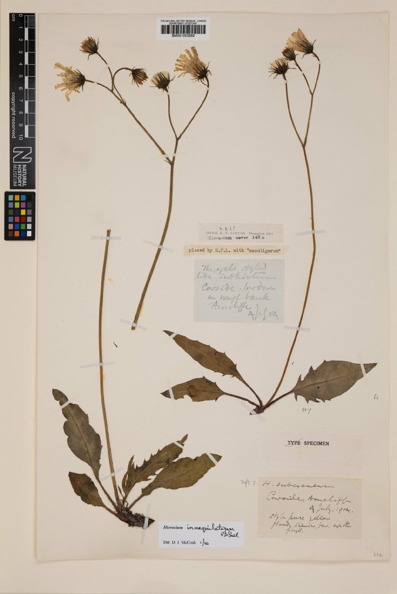 Hieracium inaequilaterum photo 3