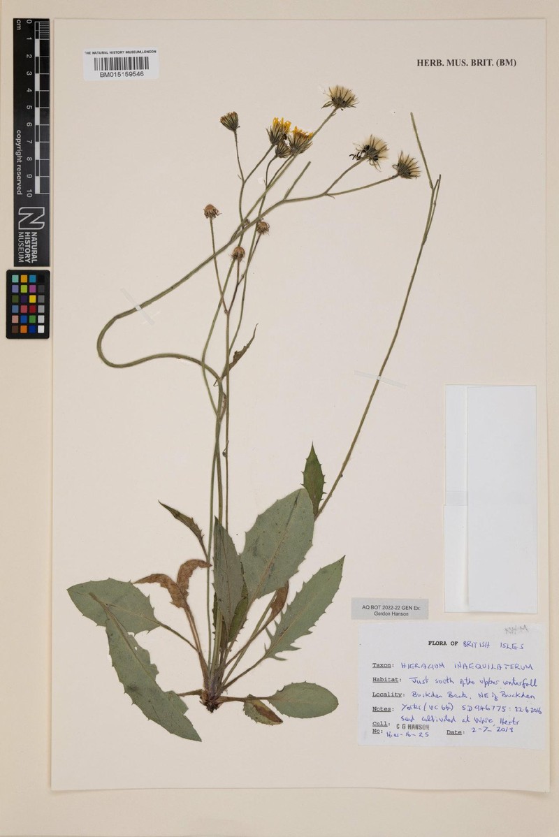Hieracium inaequilaterum photo 4