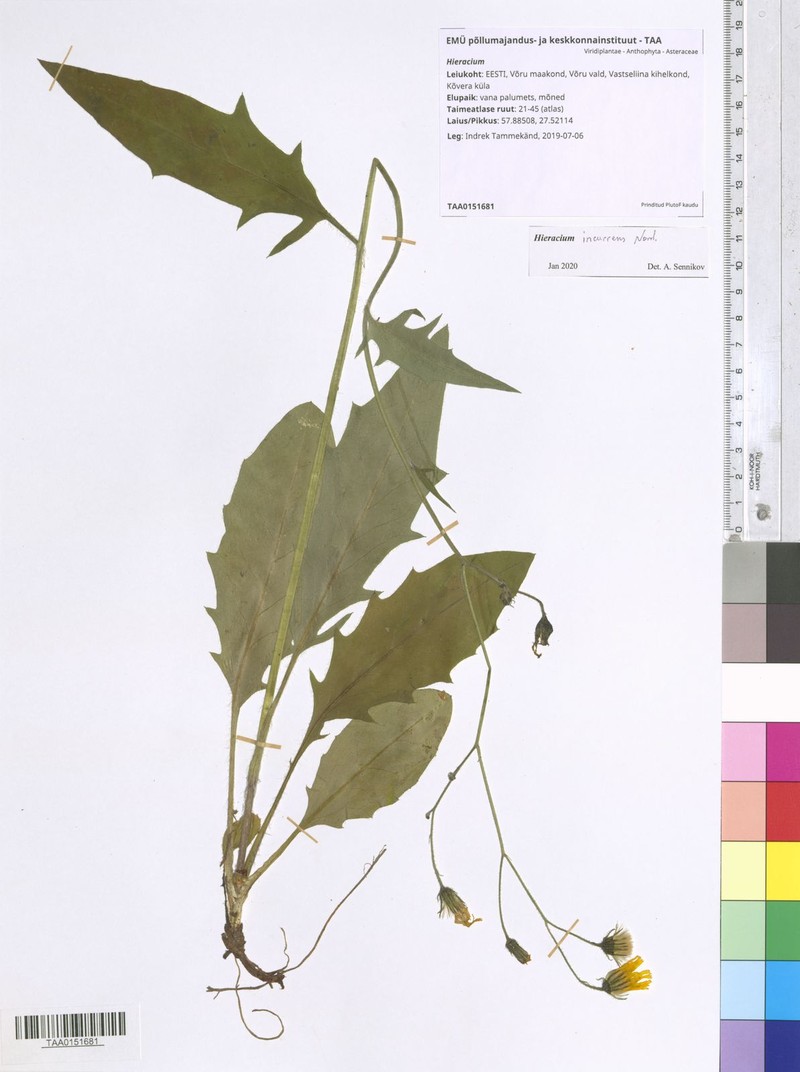 Hieracium incurrens
