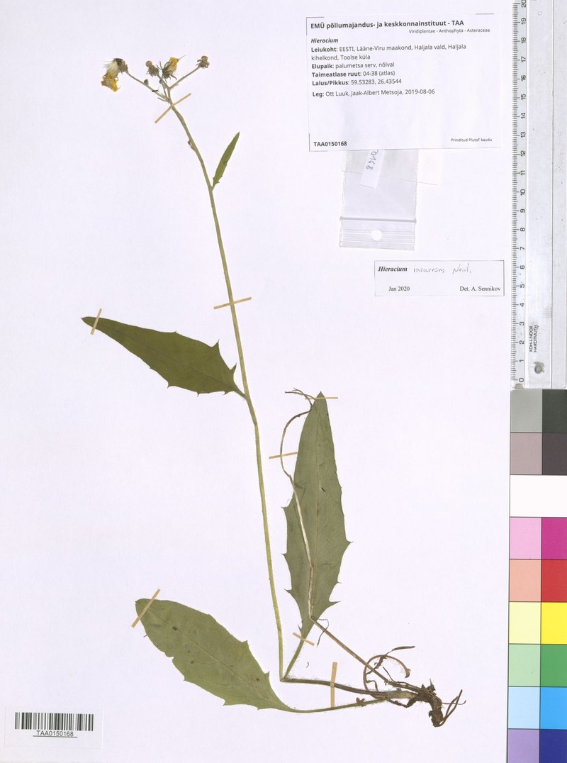 Hieracium incurrens photo 2
