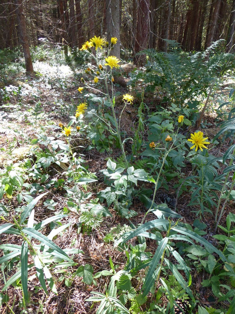 Hieracium incurrens photo 3