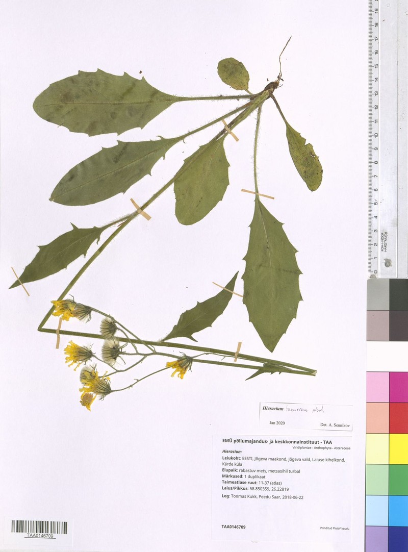 Hieracium incurrens photo 4