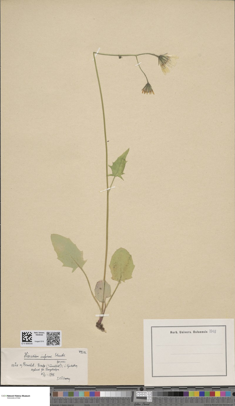 Hieracium informe