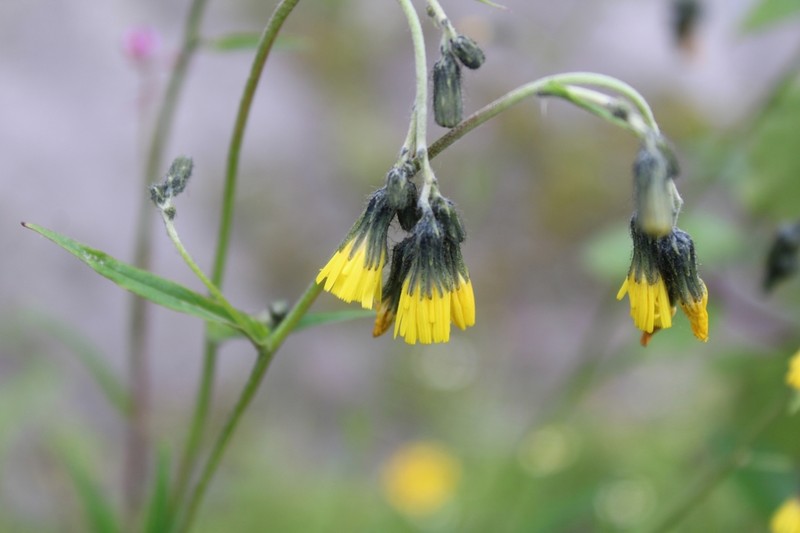 Hieracium infravillosulum