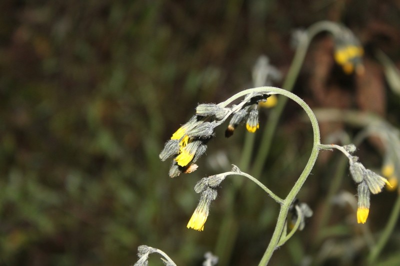 Hieracium infravillosulum photo 2