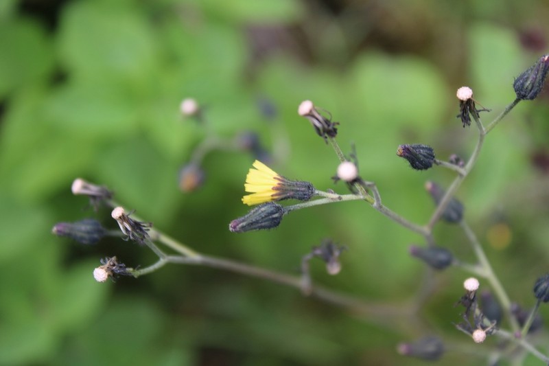 Hieracium infravillosulum photo 3