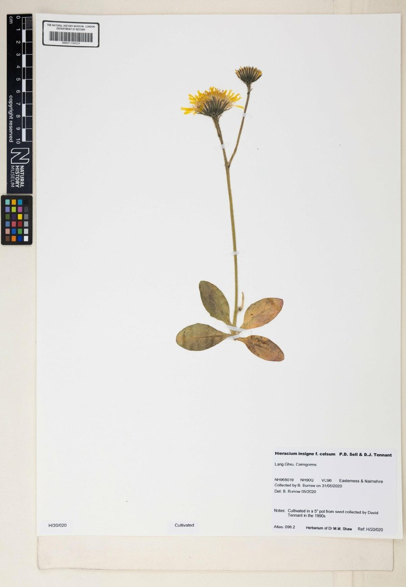 Hieracium insigne