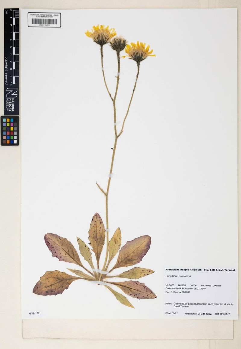 Hieracium insigne photo 2