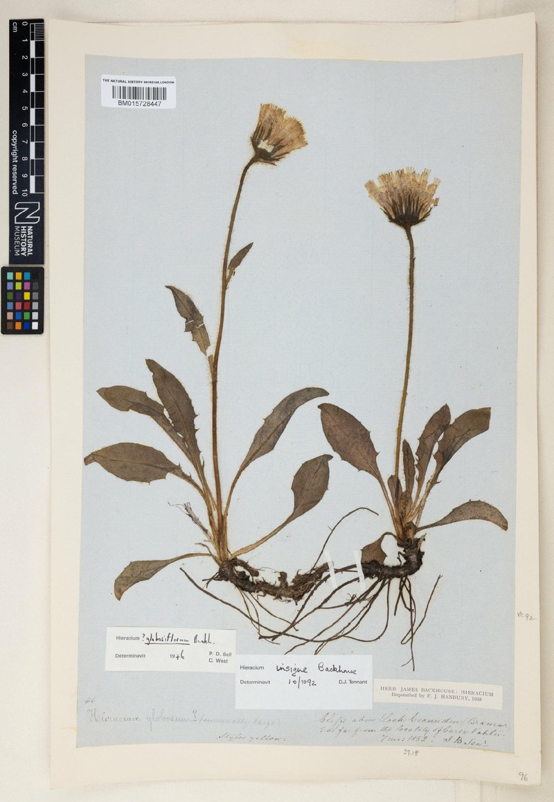Hieracium insigne photo 3