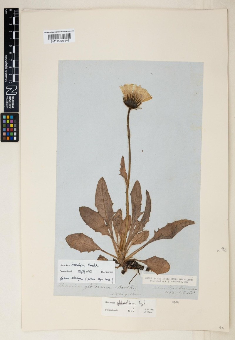 Hieracium insigne photo 4